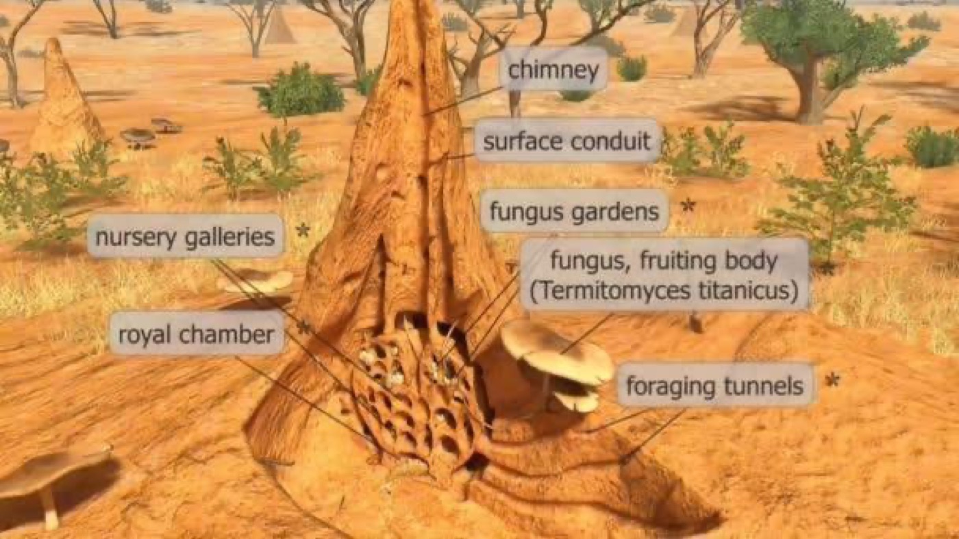 Cutaway of a termite mound showing the chimney, fungus gardens, royal chamber and foraging tunnels